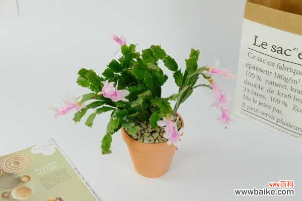 蟹爪兰叶子发红为什么