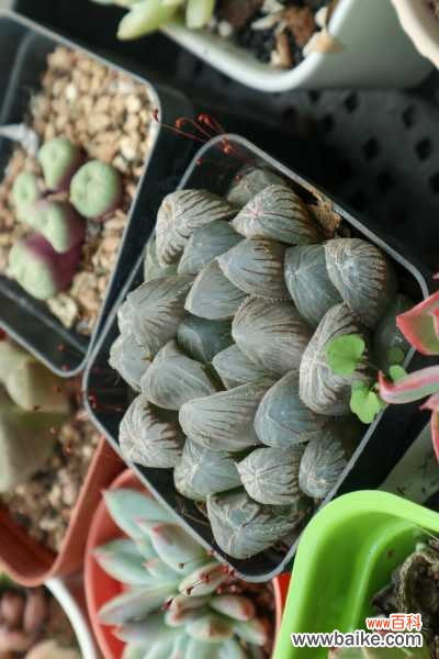 玉露徒长了怎么办,可以切头吗