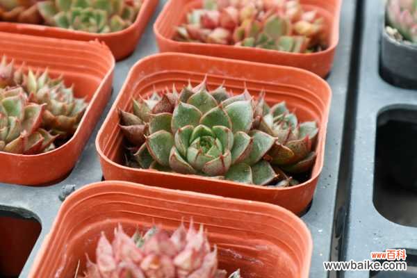 多肉掉叶片是什么原因，怎么办