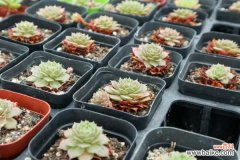 多肉掉叶片是什么原因，怎么办