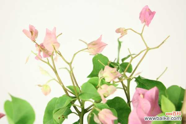 三角梅叶子一碰就掉的原因，解决方法