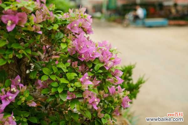 三角梅叶子一碰就掉的原因，解决方法