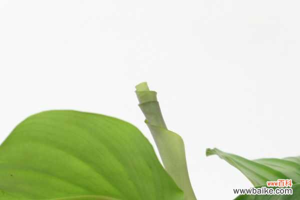 青苹果竹芋叶子焦边怎么办