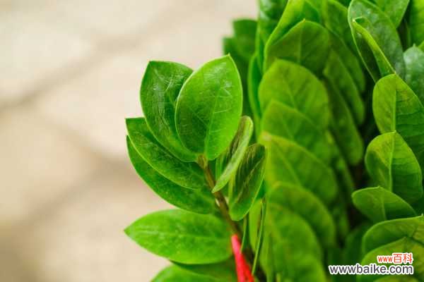 金钱树叶子发黑是怎么回事