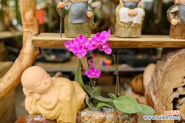 蝴蝶兰烂根是什么原因,蝴蝶兰烂根怎么处理