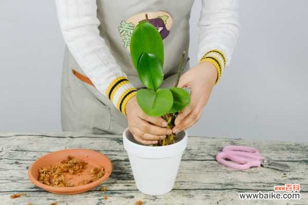 蝴蝶兰烂根是什么原因,蝴蝶兰烂根怎么处理