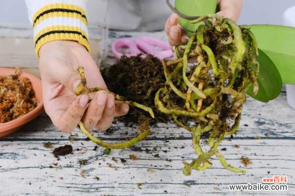 蝴蝶兰烂根是什么原因,蝴蝶兰烂根怎么处理