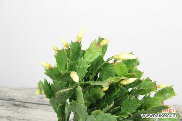 蟹爪兰土壤生小飞虫怎么办，土壤能用鸡蛋壳吗