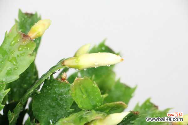 蟹爪兰土壤生小飞虫怎么办，土壤能用鸡蛋壳吗