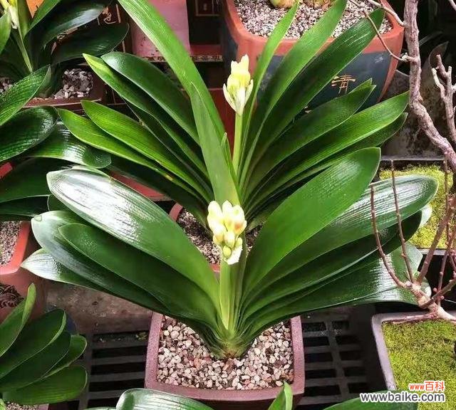 春季盆栽养护必备，教你如何更换盆土 春季换盆，让花儿焕发新生机