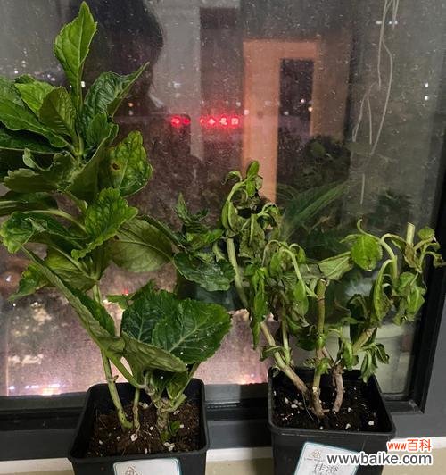 春季盆栽养护必备，教你如何更换盆土 春季换盆，让花儿焕发新生机