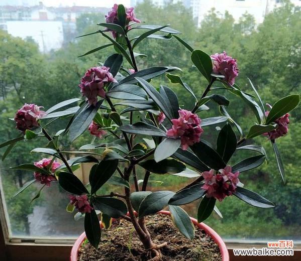 春季盆栽养护必备，教你如何更换盆土 春季换盆，让花儿焕发新生机