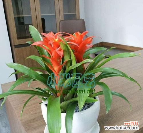 从种苗选择到营养管理，全面掌握养殖技巧 鸿运当头的养殖秘诀