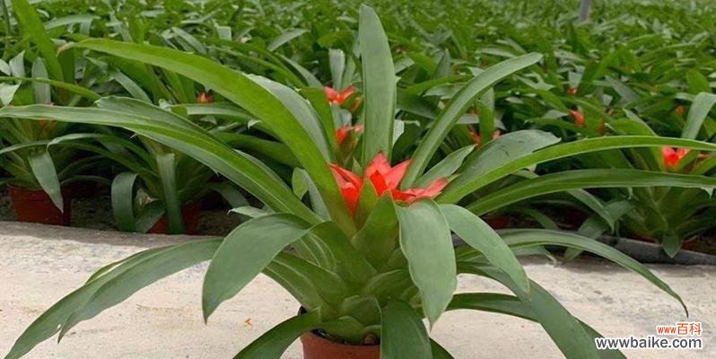 从种苗选择到营养管理，全面掌握养殖技巧 鸿运当头的养殖秘诀