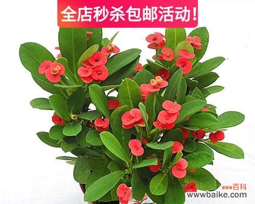 从环境到养护，让你轻松养出美丽的海棠花 适合家中养殖的海棠花种类