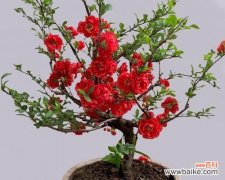 从环境到养护，让你轻松养出美丽的海棠花 适合家中养殖的海棠花种类