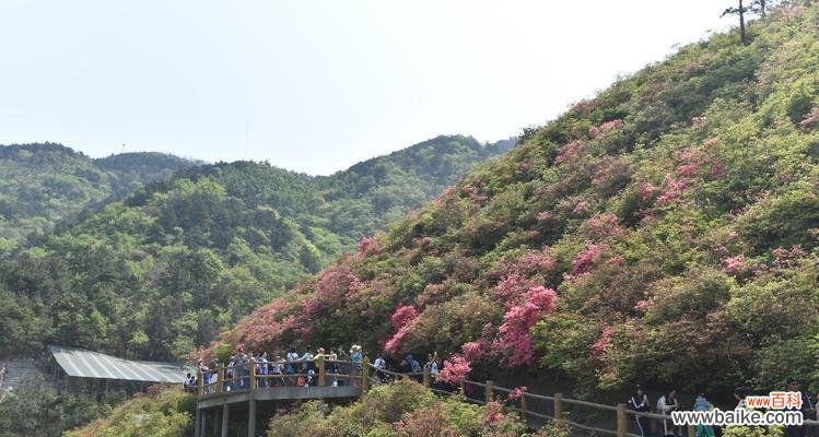 探秘云南最美的花海,品味杜鹃花的绝美 云雾山杜鹃花开放时间及观赏指南