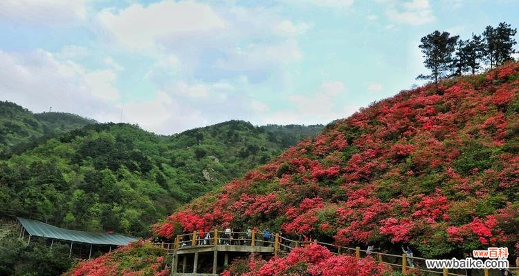 探秘云南最美的花海,品味杜鹃花的绝美 云雾山杜鹃花开放时间及观赏指南