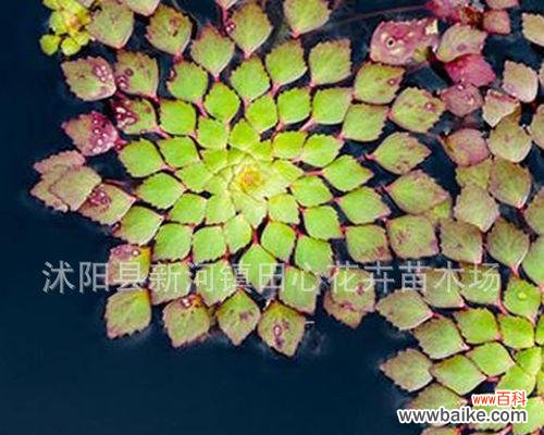 揭开满江红花卉的神秘面纱 探秘满江红的植物类群