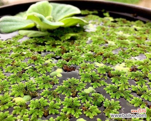 揭开满江红花卉的神秘面纱 探秘满江红的植物类群