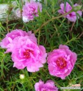 探究夏季代表性花卉的花语美景，感受盛夏的静谧与美好。 夏日之花——花语美景