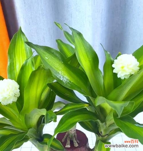 打造健康的巴西木家园 如何科学养护巴西木