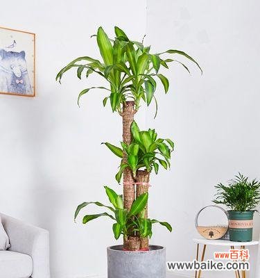 打造健康的巴西木家园 如何科学养护巴西木