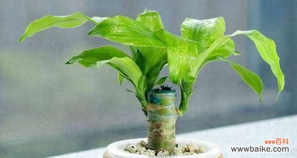 打造健康的巴西木家园 如何科学养护巴西木