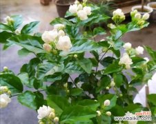 打造花园美景，让茉莉花绽放无限魅力 茉莉花的养殖与修剪方法