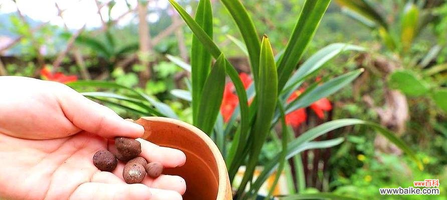 兰花养护技巧与注意事项 如何养好兰花