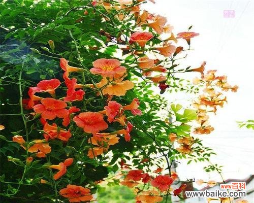 挑战重力，寻找自由 探秘爬墙花的美妙世界