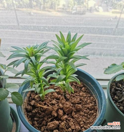 从选址到繁殖,让你轻松种出美丽的卷丹百合 卷丹百合的种植全攻略