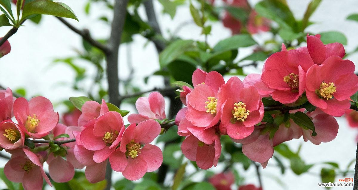 探索世间最美花灌木 迷人开花灌木