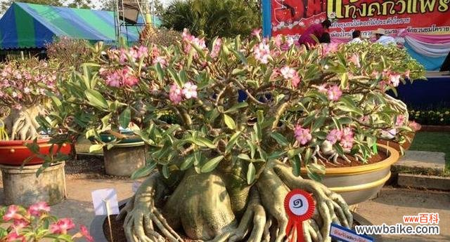 养殖技巧与注意事项，让您的花园绽放奇丽 如何成功养殖沙漠玫瑰？