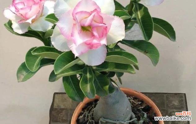 养殖技巧与注意事项，让您的花园绽放奇丽 如何成功养殖沙漠玫瑰？