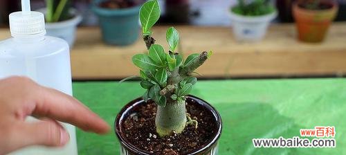 养殖技巧与注意事项，让您的花园绽放奇丽 如何成功养殖沙漠玫瑰？