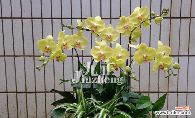 从种植到开花,助你成为蝴蝶兰专家 蝴蝶兰的栽培全指南