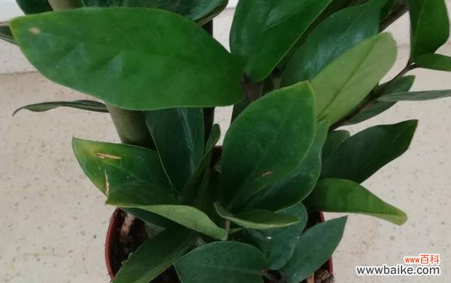 揭秘金钱树茎发黑的真相，教你如何拯救你的“小钱袋” 金钱树茎发黑的原因及补救方法