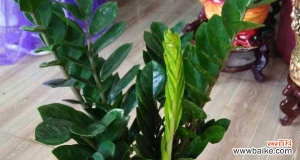 揭秘金钱树茎发黑的真相，教你如何拯救你的“小钱袋” 金钱树茎发黑的原因及补救方法