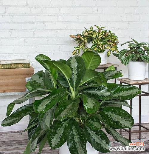 学会这些养殖技巧，让万年青树长得更好 广东万年青养殖方法解析