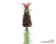 探究空气凤梨的花语及其寓意 以空气凤梨花语为主题的文章