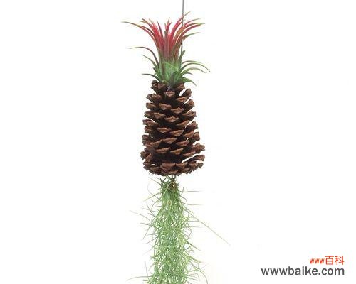 探究空气凤梨的花语及其寓意 以空气凤梨花语为主题的文章