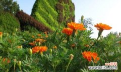 探索孔雀花的文化内涵与情感表达 孔雀花的花语及象征意义