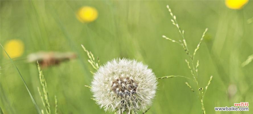 自然中的奇迹 以款冬蒲公英，生日花语早熟的美丽与哲理