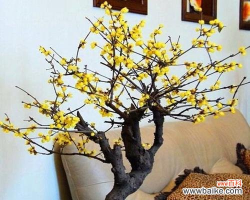 用腊梅传达心意 以腊梅的花语和象征送给哪些人