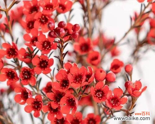 用腊梅传达心意 以腊梅的花语和象征送给哪些人