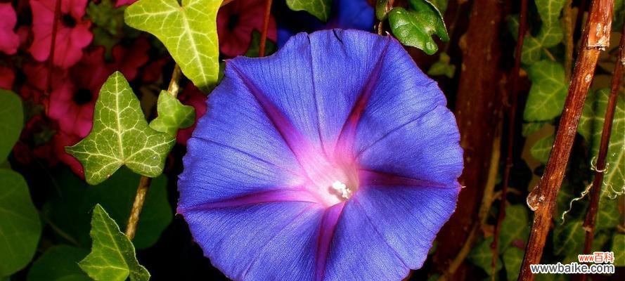 探索喇叭花的象征意义与文化价值 喇叭花的寓意及美丽传承