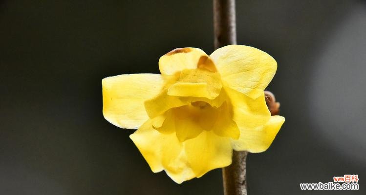 探究腊梅花的美丽与内涵 腊梅花的寓意及象征意义