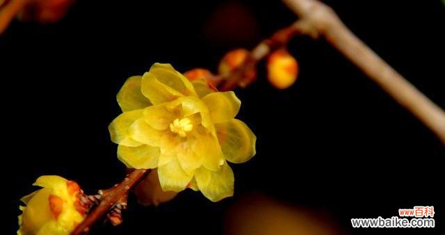 探究腊梅花的美丽与内涵 腊梅花的寓意及象征意义
