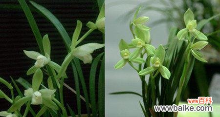 揭示兰花的美丽和神秘 兰花的象征意义